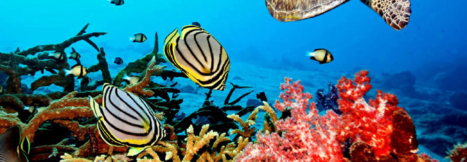 Exploring Andaman Standard Package-Andaman Beach Travels