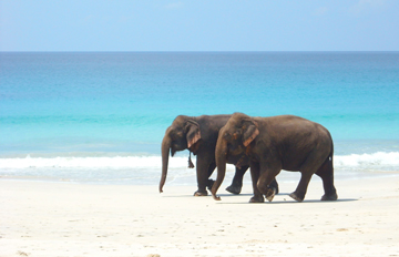 Elephanta Beach-Andaman Beach Travels